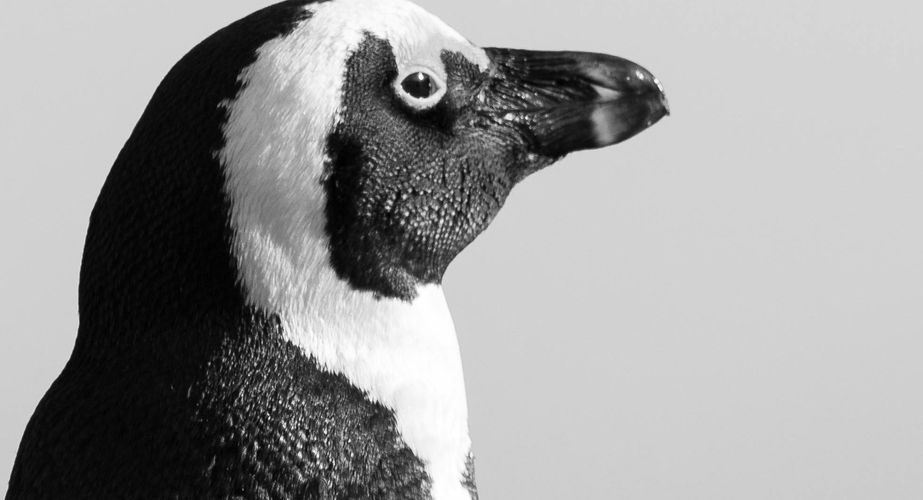Pinguins Boulders Beach